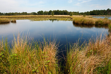 Landschap Kampina; Landscape Kampina, Netherlands