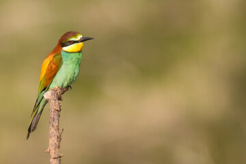 The European bee-eater sits on a branch