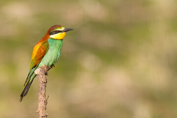 The European bee-eater sits on a branch