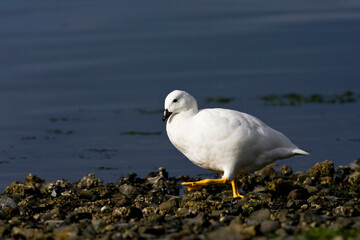 Kelp Goose, Kelpgans, Chloephaga hybrida