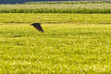 Selective focus shot of a common buzzard flying over green fields