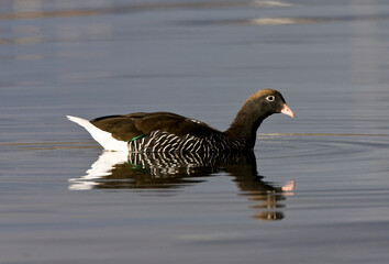 Kelp Goose, Kelpgans, Chloephaga hybrida