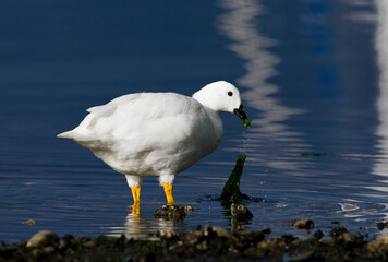 Kelp Goose, Kelpgans, Chloephaga hybrida