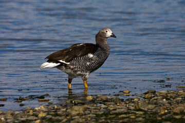 Kelp Goose, Kelpgans, Chloephaga hybrida