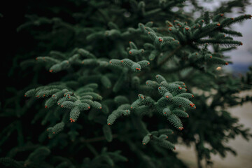 Coniferous tree with cone buds