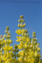 Close up of the flowers of the Tree Lupin, Lupinus arboreus