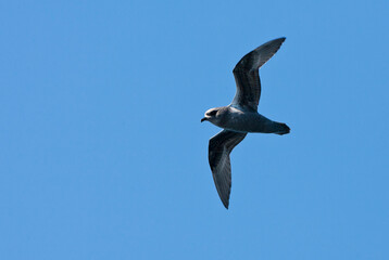 Kerguelenstormvogel, Kerguelen Petrel, Aphrodroma brevirostris