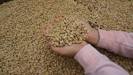 Harvest Arabica coffee in the garden, ready to be processed