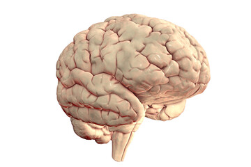 Human brain anatomical model isolated on white background