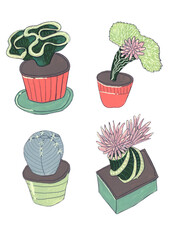 Set of cactus, succulents on a white background, beautiful plants, floral design, gouache botanical illustration. Elements