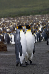 Fototapeta premium King Penguin, Koningspinguïn, Aptenodytes patagonicus