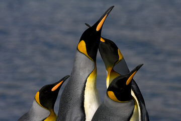 King Penguin, Koningspinguïn, Aptenodytes patagonicus © AGAMI