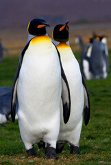 Koningspinguïn, King Penguin, Aptenodytes patagonicus