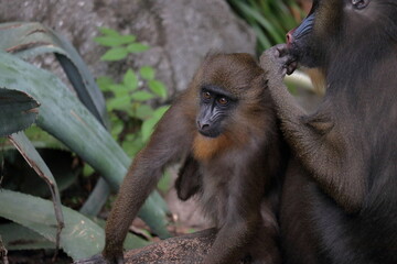 マンドリルの子ども
