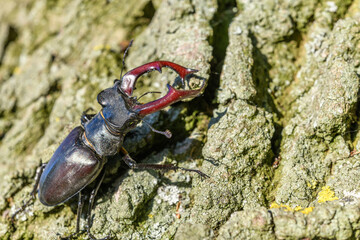 Kite stag beetle  on the trunk of an oak tree in spring.