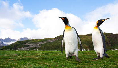 Fototapeta premium Koningspinguïn, King Penguin, Aptenodytes patagonicus
