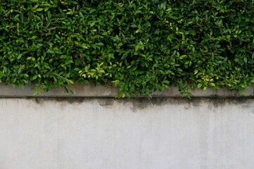 green leaves over white old cement wall texture background