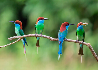 A group of Blue-throated Bee-eater standing on tree stick.