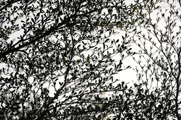 silhouette of leaves and branches on white background