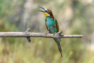 European bee-eater on a branch in spring.