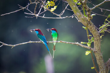 Two Blue-throated Bee-eater standing on tree stick and have a little rain behind them.