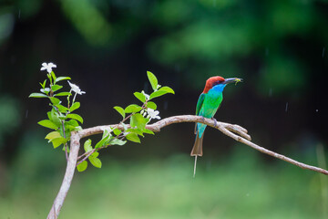 Blue-throated Bee-eater standing on tree stick.