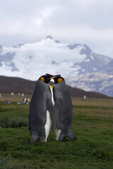 King Penguin, Koningspinguïn, Aptenodytes patagonicus