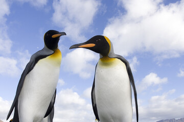 King Penguin, Koningspinguïn, Aptenodytes patagonicus
