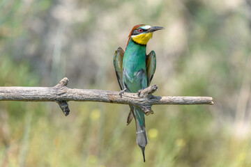 European bee-eater on a branch in spring.
