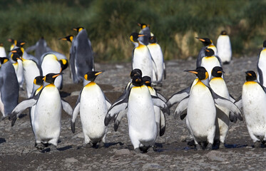 Fototapeta premium King Penguin, Koningspinguïn, Aptenodytes patagonicus