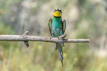European bee-eater on a branch in spring.
