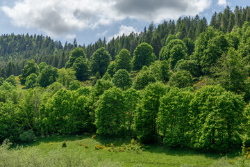 Fototapeta na wymiar Landscape of the Vosges in spring near Gérardmer.