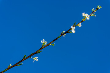 A branch of flowering felt cherry (Prunus tomentosa) with white inflorescences.