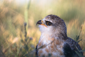 The black-eyed Elanus coeruleus is a bird of prey that lives near water and in the countryside and feeds on rodents, rabbits and small birds.
