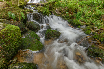 Fototapeta premium Mountain torrent in the Vosges.