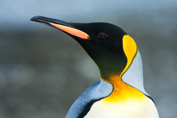 Koningspinguïn, King Penguin, Aptenodytes patagonicus