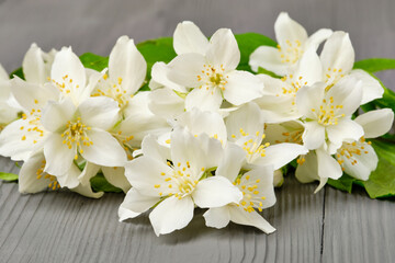 Beautiful blooming jasmine with green leaves on a grey wooden background.
