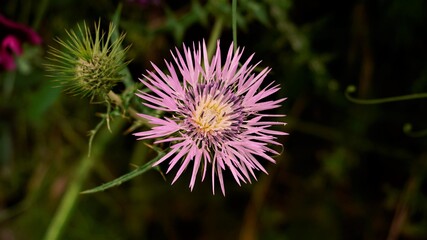 Beautiful wild pink och purple flower outdoor in the nature.