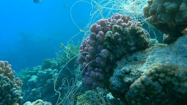 closeup of skein of fishing line hanging from coral. Lost fishing line hang underwater on the coral reef. Problem of ghost gear - any fishing gear that has been abandoned, lost or otherwise discarded