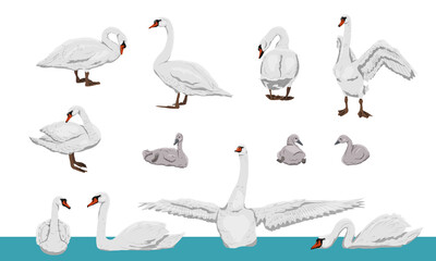 Fototapeta premium Mute swans set. White swans Cygnus olor and their chicks in different positions. Realistic vector wild birds