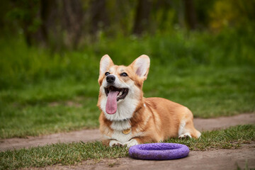 Happy Welsh Corgi Pembroke dog playing with puller in the spring park
