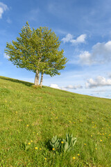 Naklejka premium Isolated trees at the top of the Vosges mountains.
