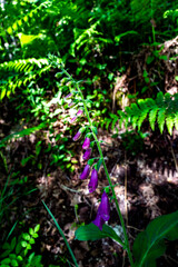 fleur mauve sauvage en forme de cloche en forêt