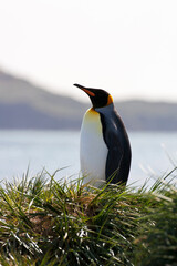 King Penguin, Koningspinguïn, Aptenodytes patagonicus
