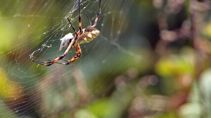 Female orb weaver spider in a web, with a cocoon, in a field in Cotacachi, Ecuador