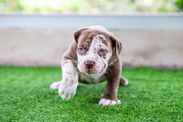 A cute brown and white pit bull, less than 1-month-old, walks on artificial grass on a dog farm....