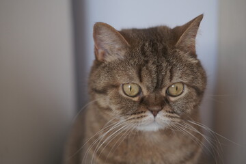 Obraz premium portrait of a cat