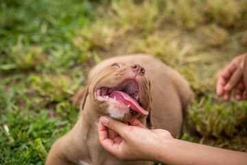 A cute brown pit bull, less than a month old, lies on the lawn of the dog farm. playing with owner Fat, soft-skinned puppies need love and care. Dogs are happy when they are with their owners.