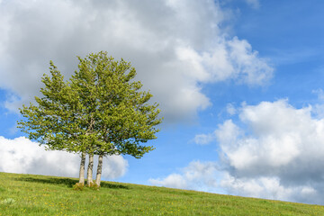 Fototapeta na wymiar Isolated trees at the top of the Vosges mountains.