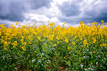 Fototapeta premium Rapeseed fields in the English Cotswolds